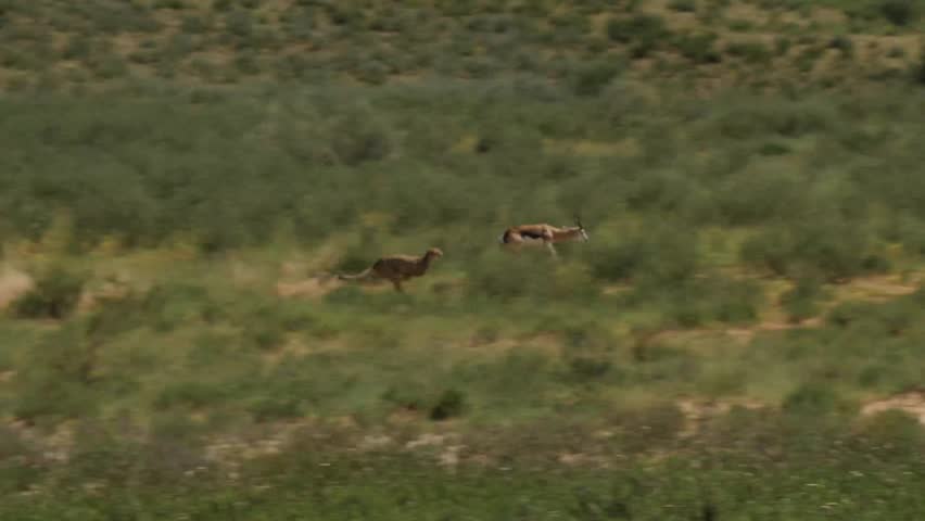Cheetah running after an Impala in Kgalagadi Desert in Botswana Royalty-Free Stock Footage #1011897563