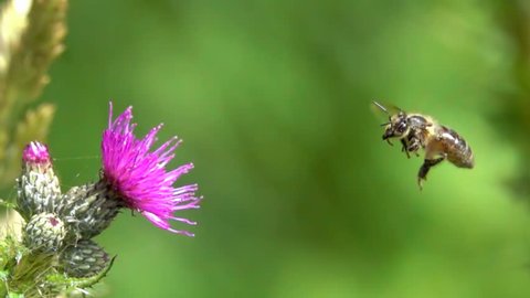 Bee Gathering Flower Pollen Flying Closeup In Slow Motion 
