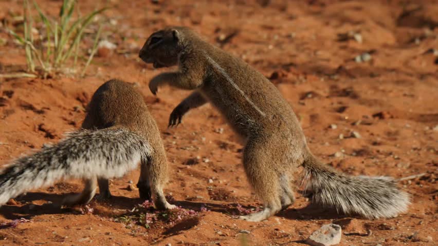 Ground Squirrels playing in the red sand of the Kalahari Desert in South Africa and Botswana