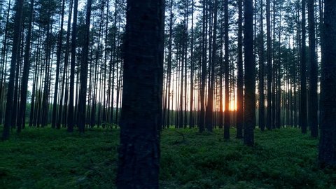 Deep pristine forest with long trees trunks, sunset, green grass, pine evergreen woods, lateral motion view 库存视频