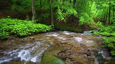 Forest stream running over mossy rocks. Small river waterfall in the summer green woodland