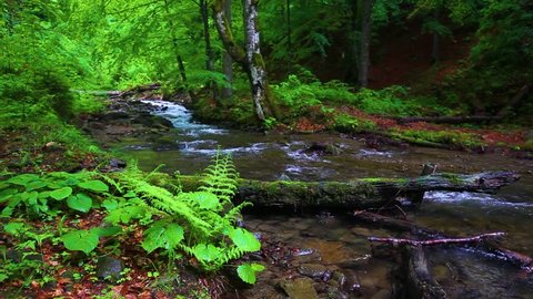 Forest stream running over mossy rocks. Small river waterfall in the summer green woodland