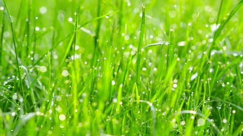 Blurred grass background with water drops. 4K shot with motorized slider.