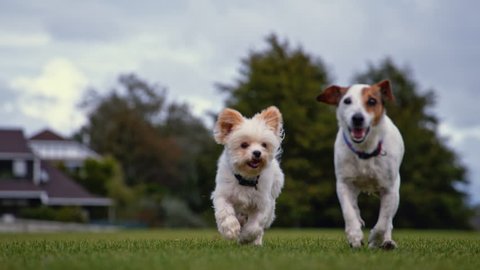 Yorkshire Terrier and Jack Russell running in super slow motion (close-up)
