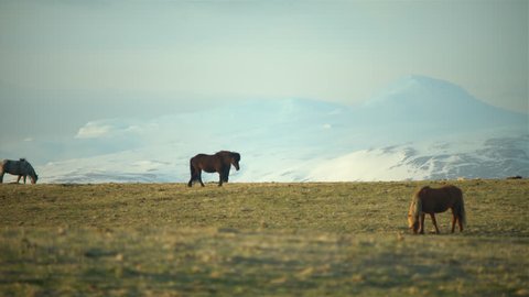 Icelandic horses in moutnain pasture, cinematic alpenglow.
