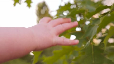 Baby's fingers touch green leaves of oak tree on sunny summer day. Baby's hand trying to reach green leaf. Kid's arm touching tree. Human and nature. Closeup, slow motion