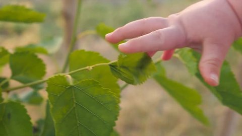 Kid's arm touching tree. Baby's fingers touch green leaves of mulberry tree on sunny summer day. Human and nature. Baby's hand trying to reach green leaf. Closeup, slow motion