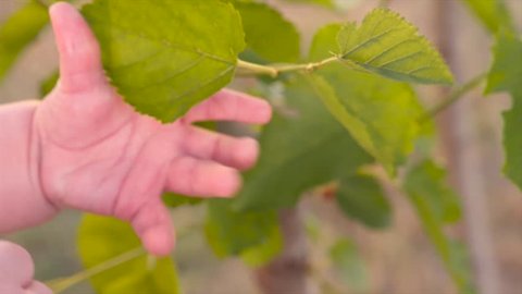 Kid's arm touching tree. Human and nature. Baby's fingers touch green leaves of mulberry tree on sunny summer day. Baby's hand trying to reach green leaf. Closeup, slow motion