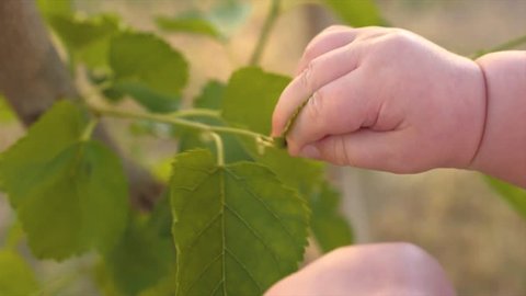 Baby's fingers touch green leaves of mulberry tree on sunny summer day.  Baby's hand trying to reach green leaf. Human and nature. Kid's arm touching tree. Closeup, slow motion