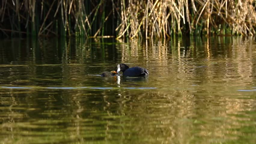 Detail of a maternal Andean coot (Fulica ardesiaca) where he is seen next to his chick swimming and feeding