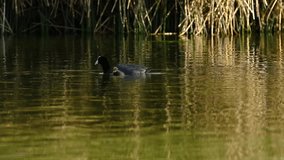 Detail of a maternal Andean coot (Fulica ardesiaca) where he is seen next to his chick swimming and feeding
