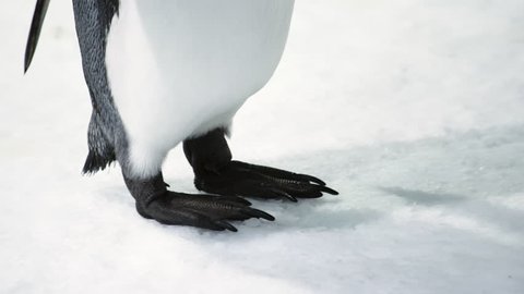 Close up of King Penguin's feet and body with scar