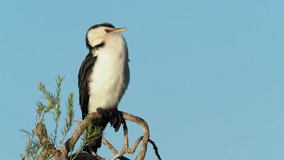 The Little Pied Cormorant, Little Shag or Kawaupaka (Microcarbo melanoleucos) is a common Australasian waterbird, found around the coasts, islands, estuaries, and inland waters of Australia.