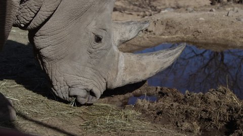 Rhino zoom in drinking and eating by watering hole in africa