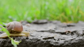 Snail is crossing the stone.