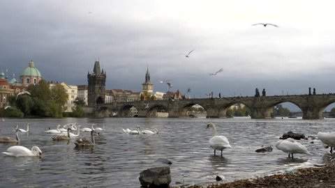 wide shot of white swans and ducks swimming on the vltava river with the charles bridge in the distance at prague, czech republic 库存视频