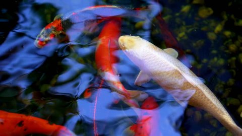 Koi fish or Amur carp fish slow motion swimming in pond. It more specifically nishikigoi and colored varieties of carp in outdoor pond or garden and waterfall. It golden red orange and yellow of body 