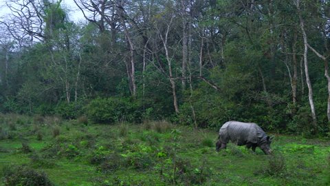 Indian rhinoceros, Royal Chitwan National Park, Nepal, Asia