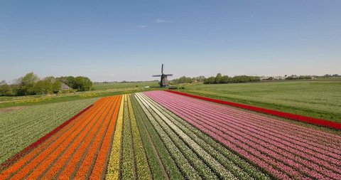 Drone flies over colorful tulip fields towards a windmill on a sunny day with a clear blue sky in the Netherlands Aerial Drone footage 4K