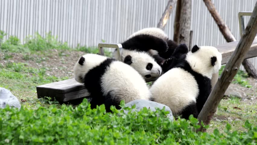 Little Panda Cub are Playing Fighting on the See-Saw Board, Wolong, China | Shutterstock HD Video #1011929489