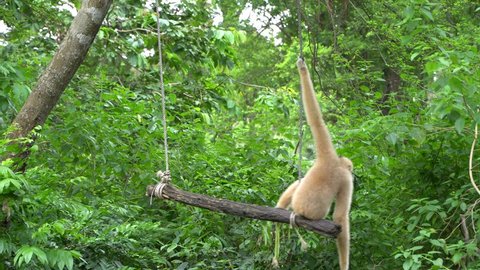 Gibbons in Khao Kheow Open  Zoo, Pattaya, Thailand, 05.06.2018