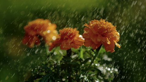 Close up of water drops falling over flowers, Ultra Slow Motion