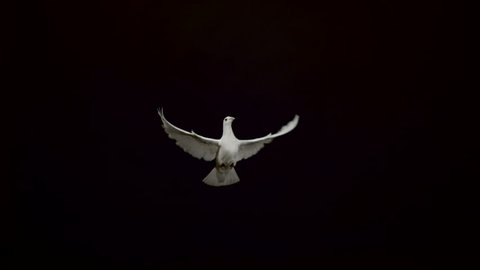 White pigeon flying on black background, Ultra Slow Motion