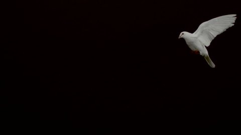 Pigeon flying on black background, Ultra Slow Motion
