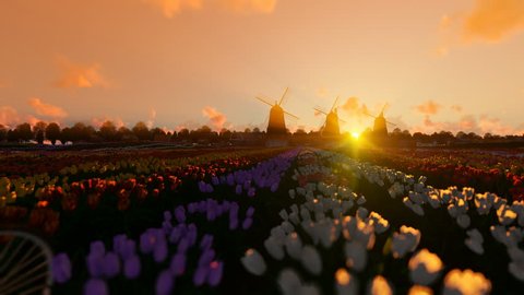 Dutch windmills and man ridding bike on a field with tulips against beautiful sunrise, 4K