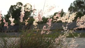 Slow motion footage of happy beautiful prairie grass field grow outdoor on road in warm summer sunset summer relax holiday with golden pink purple light gentle soft wind blow use in love music video