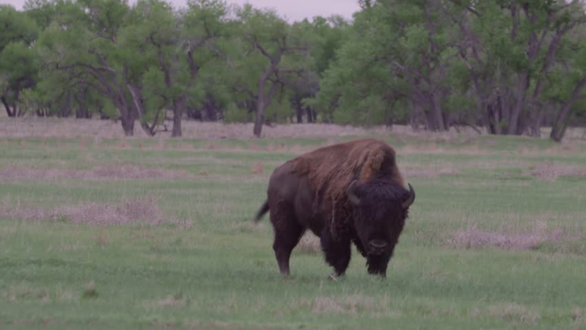 Buffalo hers at Rocky Mountain Arsenal National Wildlife Refuge, Colorado.