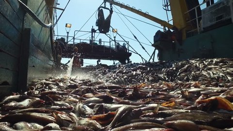 View of fishing vessel. Workers sorting fresh fish with water hose