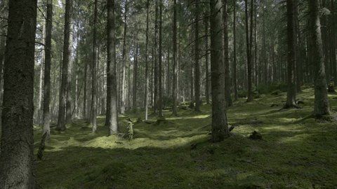 Steadicam shot uphill in a forest covered with green moss in 4k