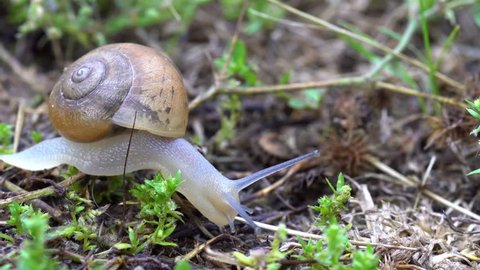 a snail advancing on moss