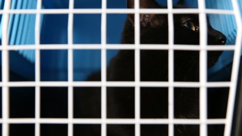 cruel treatment of domestic pets. A black cat sits in a cage in a nursery for abandoned animals.