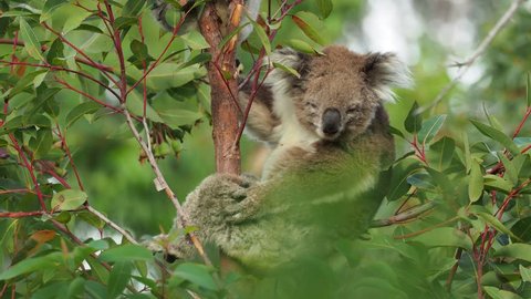 Koala - Phascolarctos cinereus on the tree in Australia, eating, climbing on eucaluptus. Adult and young child.