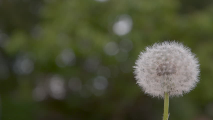SLOW MOTION, CLOSE UP, COPY SPACE, DOF: Fragile white dandelion blossom gets blown away by the spring wind. Beautiful shot of fluffy white seeds flying into the distance. Flower blossom is swept away. | Shutterstock HD Video #1011959093