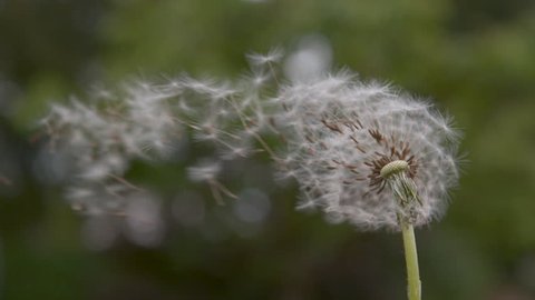 SLOW MOTION, CLOSE UP, COPY SPACE, DOF: Fragile white dandelion blossom gets blown away by the spring wind. Beautiful shot of fluffy white seeds flying into the distance. Flower blossom is swept away.