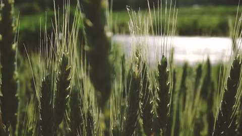 Barley in growth
