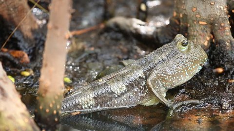 Mudskipper  fish in swamp forest Thailand