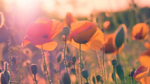 Poppy flowers field at sunset with sun flares : stockvideo