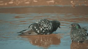 Urban pigeon in motion, bathed in puddle after rain. pigeons bathe in a puddle in the water heat summer slow motion video. doves lifestyle and water concept