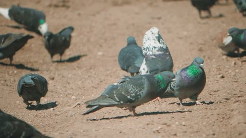 flock of pigeons birds on the ground looking for a grain eat slow motion video. many pigeons on the soil go looking for food. doves birds on the soil concept lifestyle