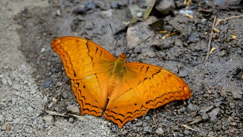 The Common Cruiser (Vindula erota) butterfly found in forested areas of tropical South Asia and Southeast Asia 