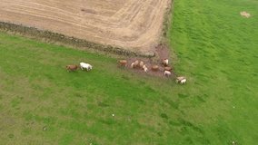 aerial cows in the grass field, farm stock footage