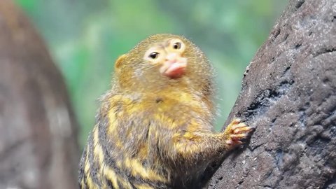 Pygmy marmoset (Cebuella pygmaea) is small species of New World monkey native to rainforests of western Amazon Basin in South America.