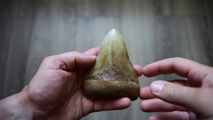The tooth of the prehistoric shark is megalodon living more than 2 million years ago. The shark tooth is megalodone.