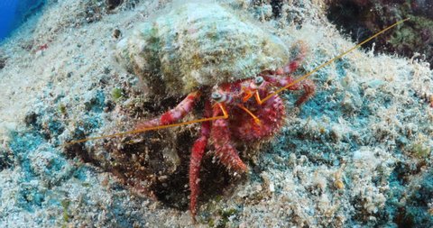 hermit crab fish close up 4k underwater macro close up ocean scenery 