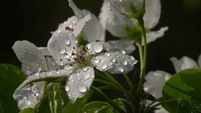 Sunlit pear white blossom with red stamens in water drops, waving on dark gray background. Adorable view of lyric spring blooming close up in amazing HD clip with slow motion. Wonderful footage.