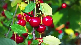 Cherry Tree, Ripe cherries ready for picking in Slow Motion